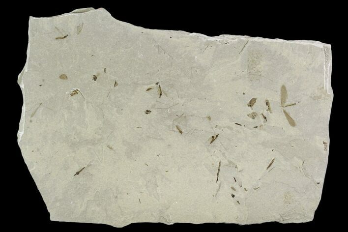 Fossil Cranefly Cluster - Green River Formation, Utah #108822